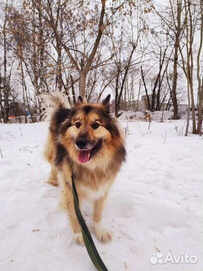 Собака в добрые руки из приюта бесплатно