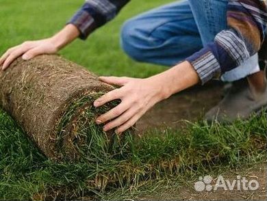 Газон рулонный