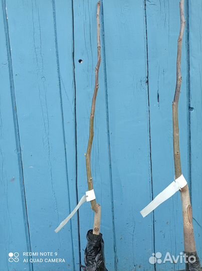 Саженцы ореха и др