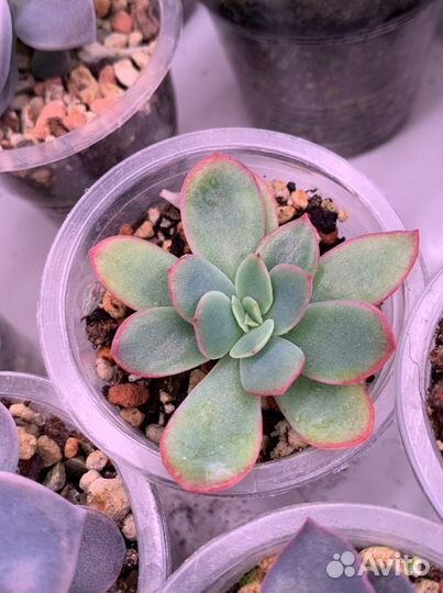 Echeveria.Суккуленты