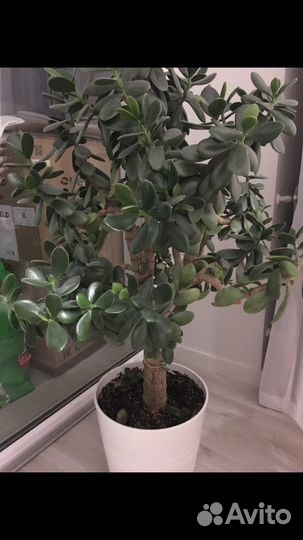 Толстянка,колеусы,бегония,герарь