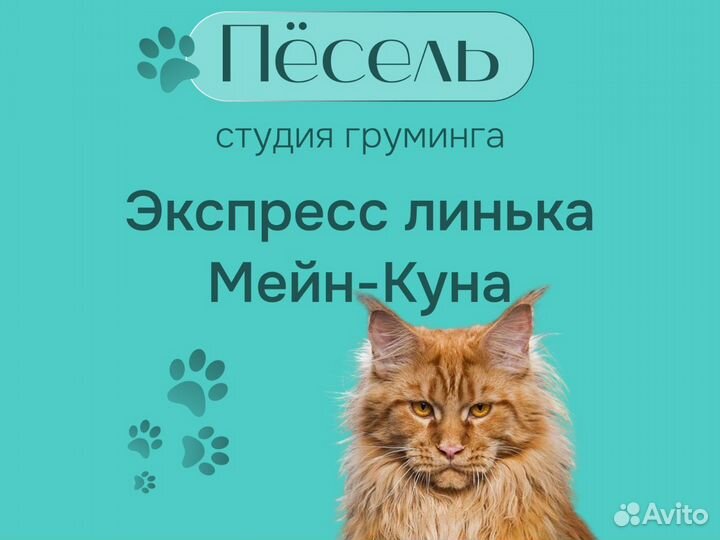 Грумер для кошек. Вычес Мейн-Куна