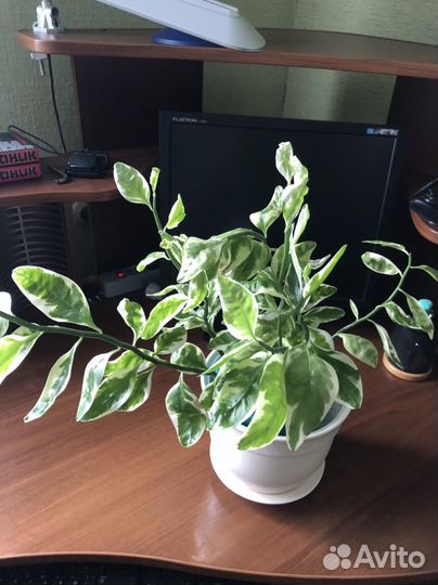 Комнатные растения: педилантус, страманта,манки