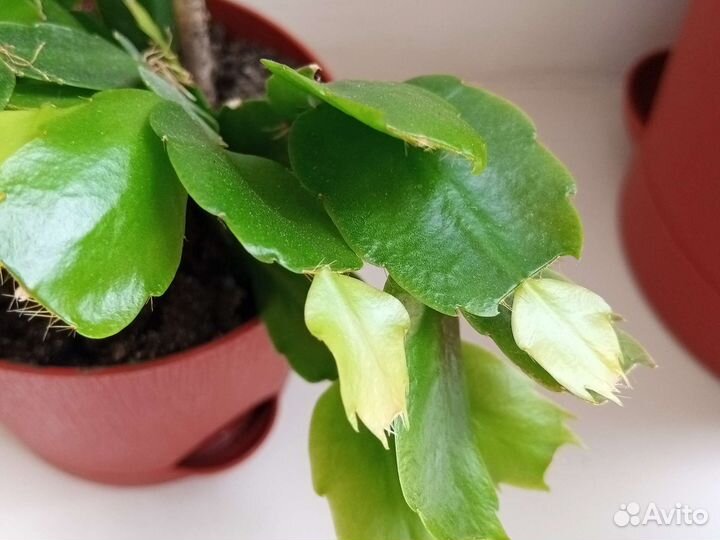 Декабристы с горшком