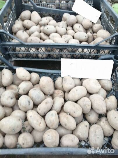 Семенной картофель королева анна