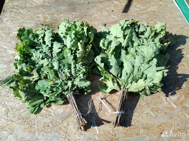 Дубовые и березовые веники для бани