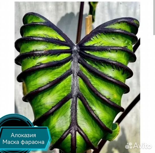 Алоказия и Аглонема