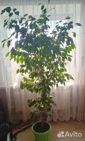 Комнатные домашние растения