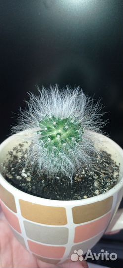 Кактус пушистый в кружке 0.2 л
