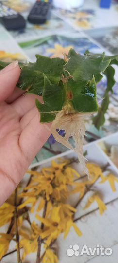 Декабрист шлюмбергера