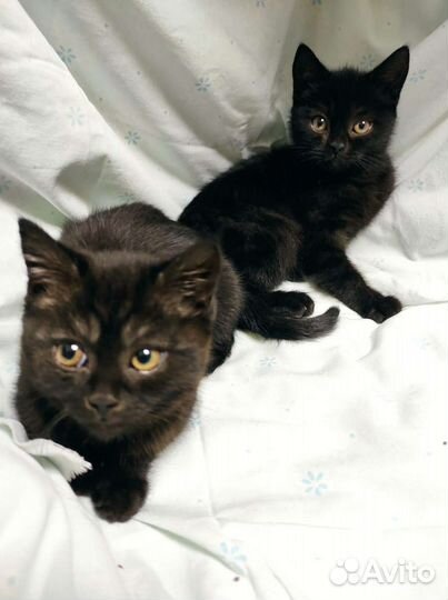Котята 2 месяца