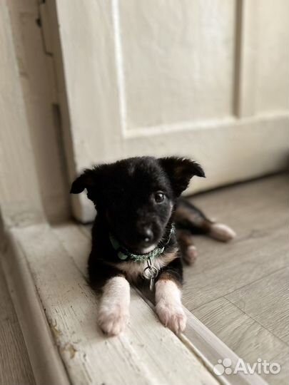 Щенок маленькой собачки