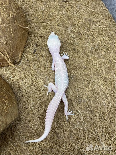 Эублефар Леопардовый геккон