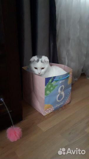 Передержка кошек / котов