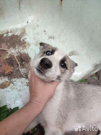 Хаски мальчик с разными глазами