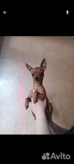 Той терьер вязка