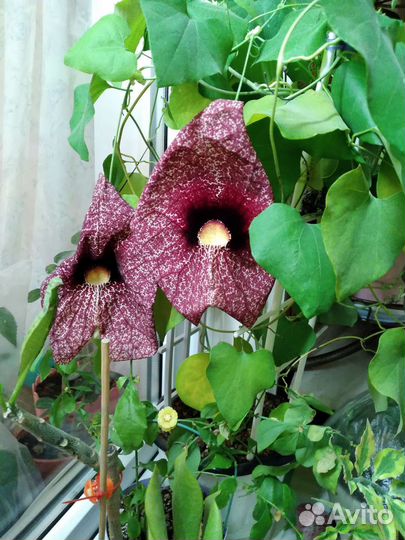 Аристолохия, взрлслое ростение