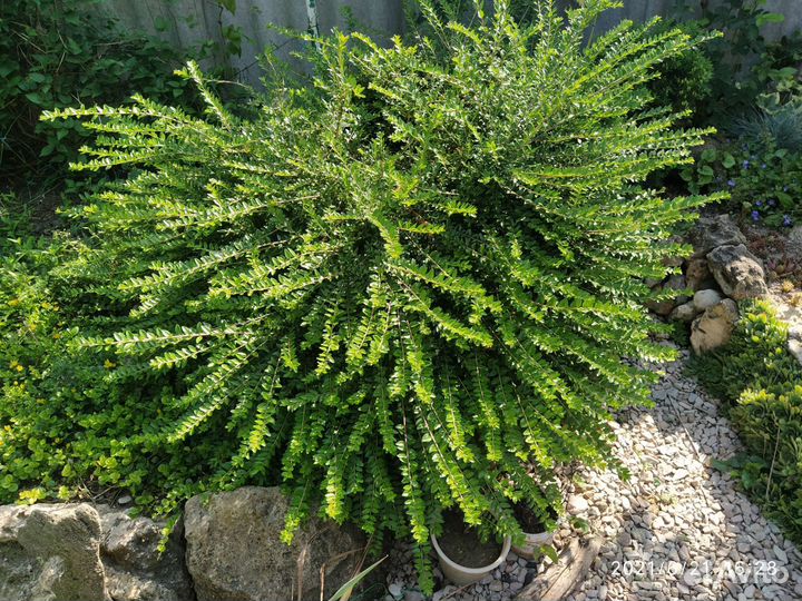 Растения для сада