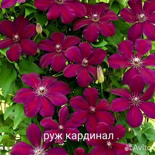 Клематисы три сорта