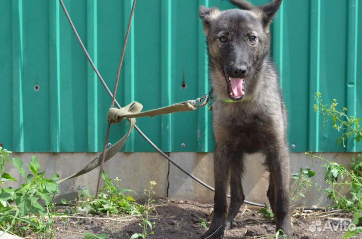 Времени совсем нет нужен дом или передержка