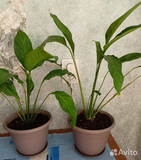 Спатифиллум