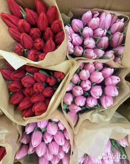 Тюльпаны Оптом и в Розницу