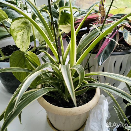 Хлорофитум