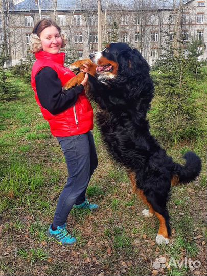 Передержка животных