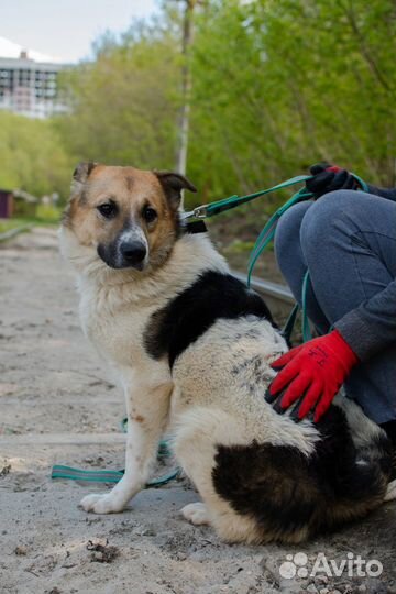 Щенок-подросток Весна в добрые руки