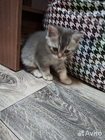 Британские котята