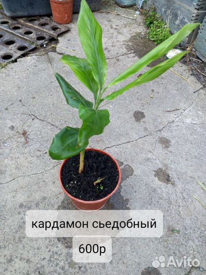 Съедобная экзотика