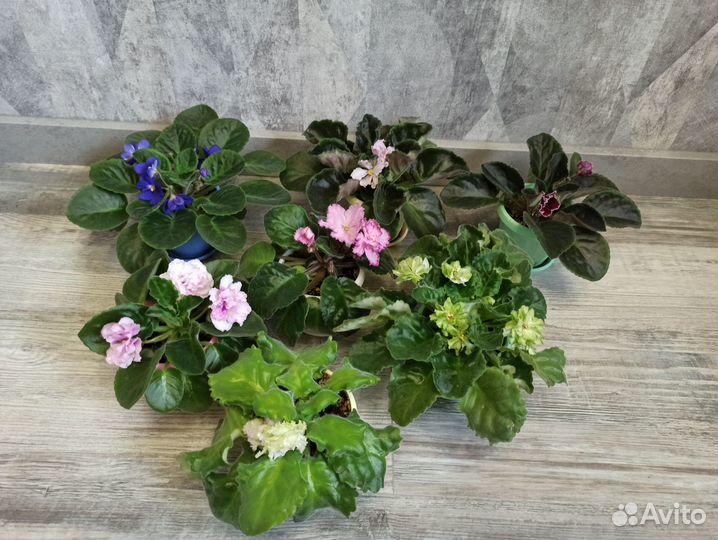 Фиалки цветущие в красивом горшке