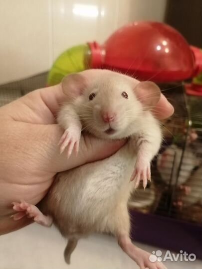 Крыса крысята дамбо