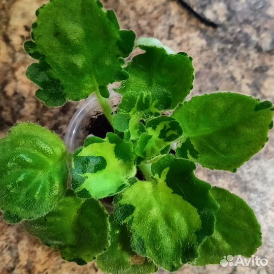 Фиалки химеры