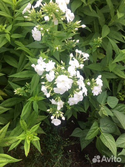 Ромашки флоксы папоротник садовый