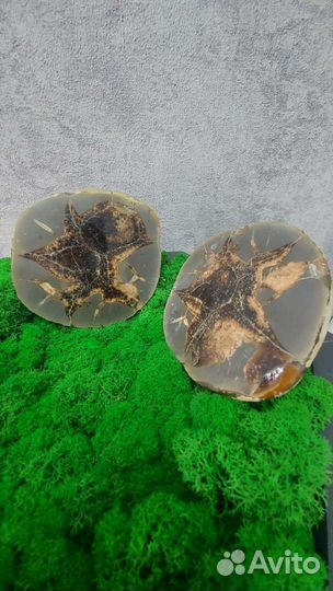 Септария коллекционирование