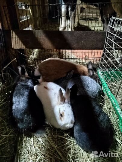 Декоративные кролики