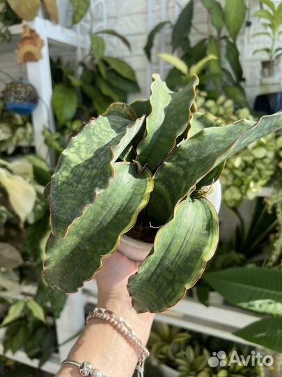 Сансевиерия сортовая