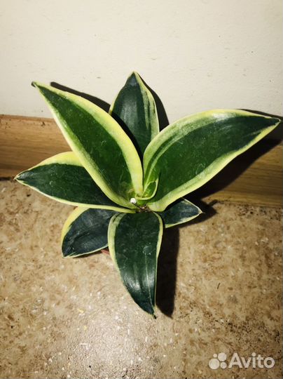 Сансевиерия