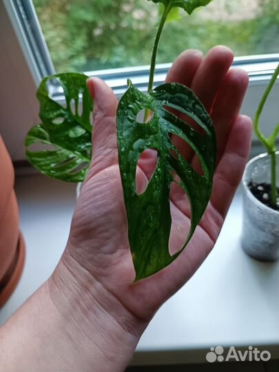 Сингониум Монстера Сциндапсус Колеус