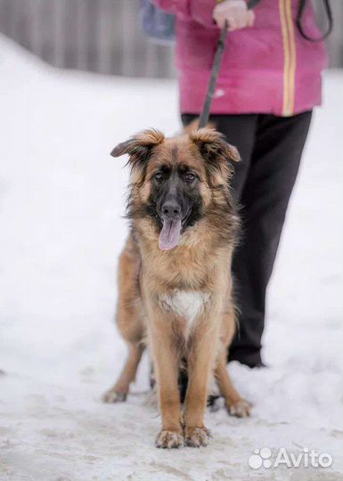 Собака в добрые руки