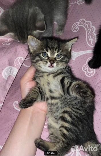 Котята бесплатно