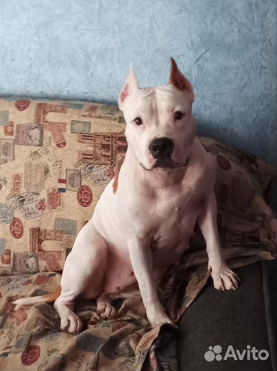 Домашняя передержка/Зоогостиница для кошек и собак