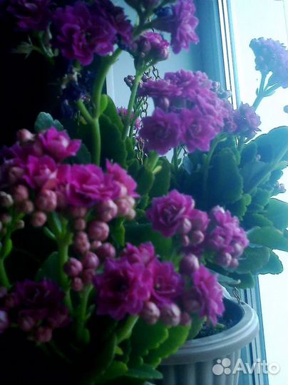 Пеларгонии, каланхоэ, декабристы