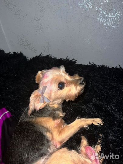 Йоркширский терьер