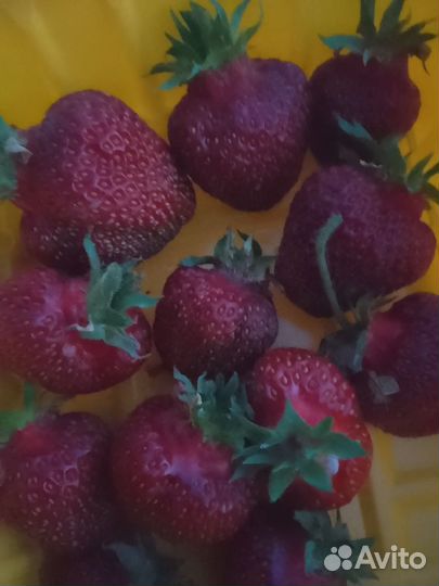 Рассада Чёрной Виктории