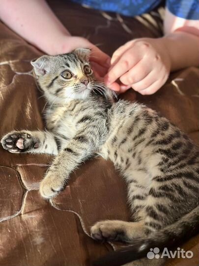 Котик в добрые руки