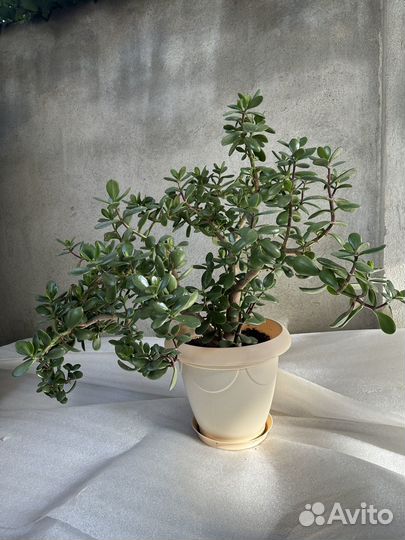 Денежное дерево красула толстянка