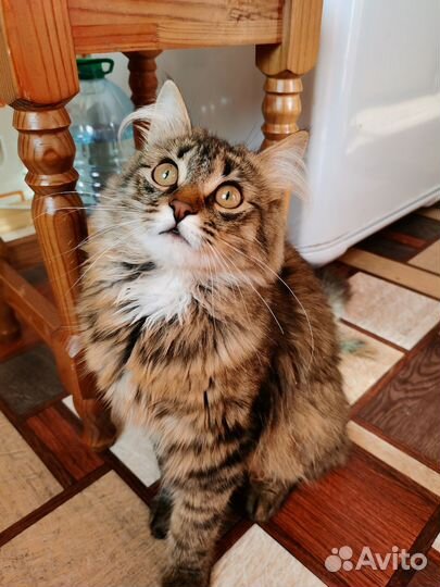 Кот Василий
