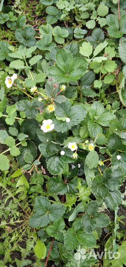 Клубника ремонтантная с ароматом земляники